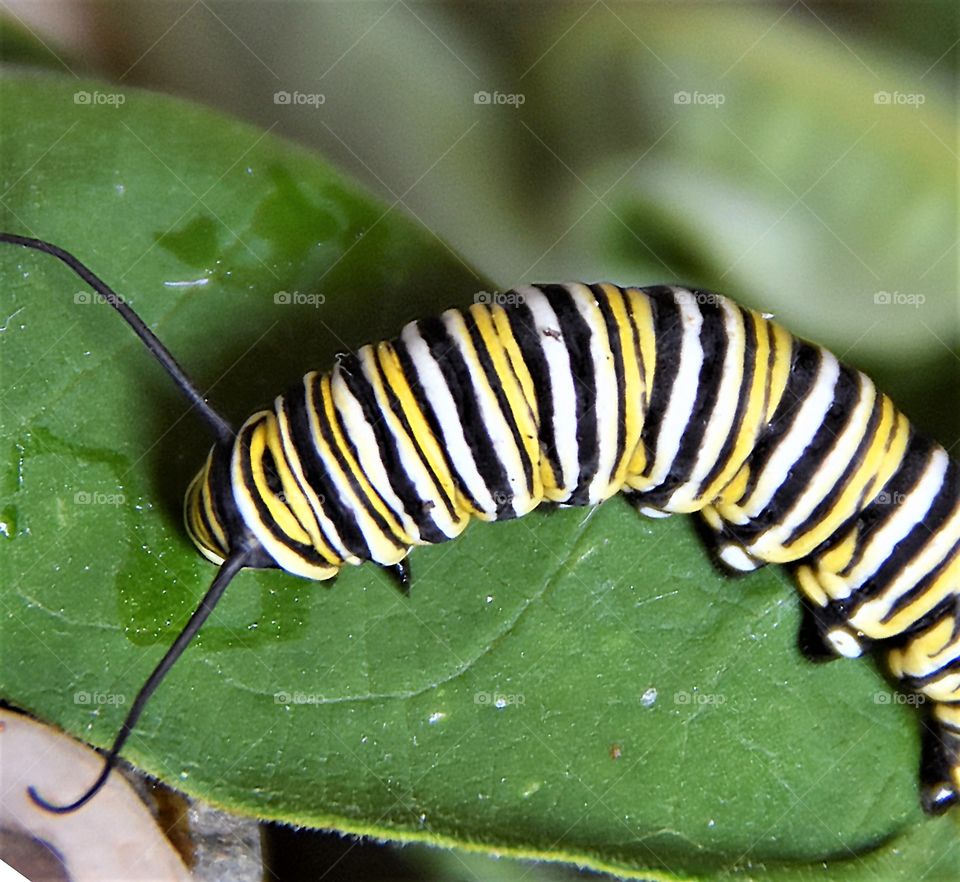 Monarch butterfly caterpillar eating a Milkweed leaf 