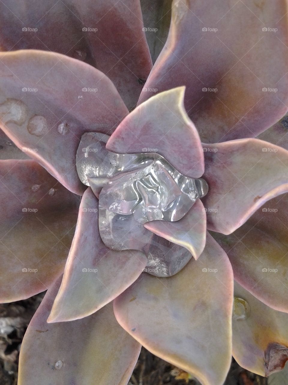 succulent love. water on a succulent 