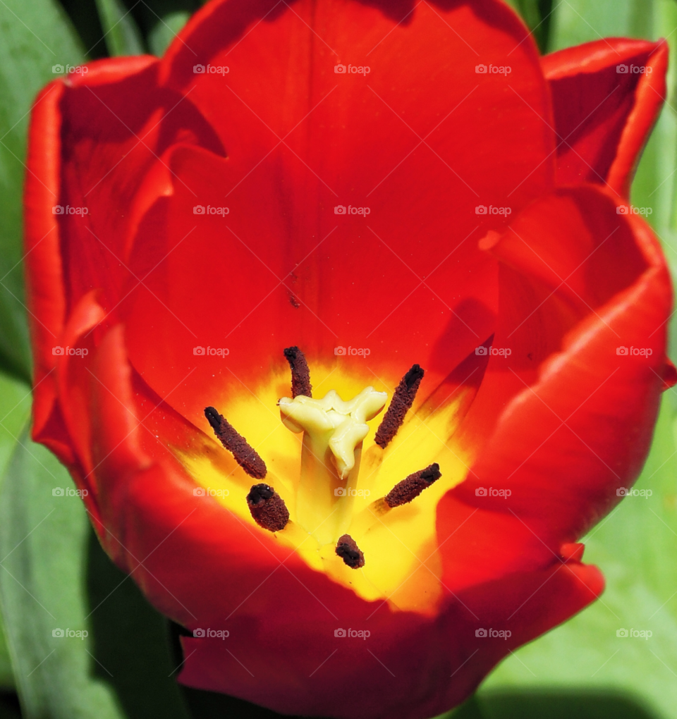 yellow flower red summer by delvec