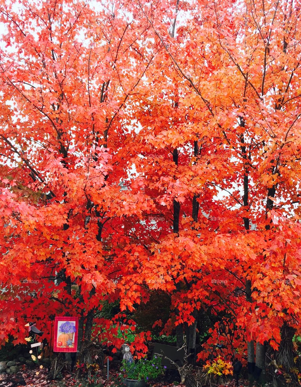 Beautiful maple tree showing off the deep red in late fall