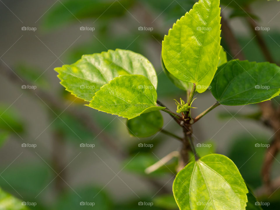 Hibiscus plant