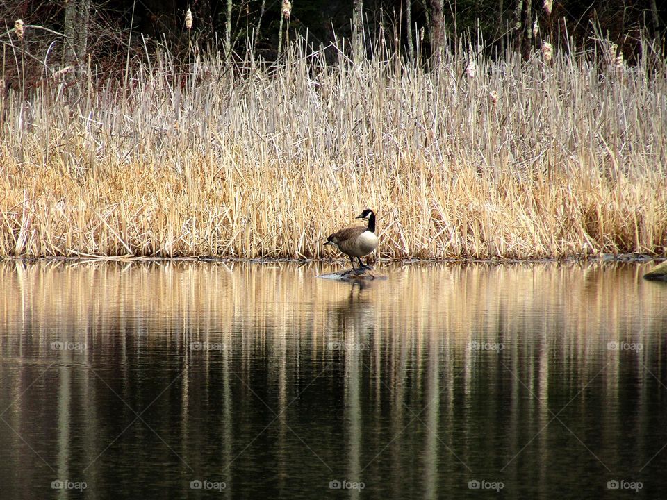Goose on a lake in April 