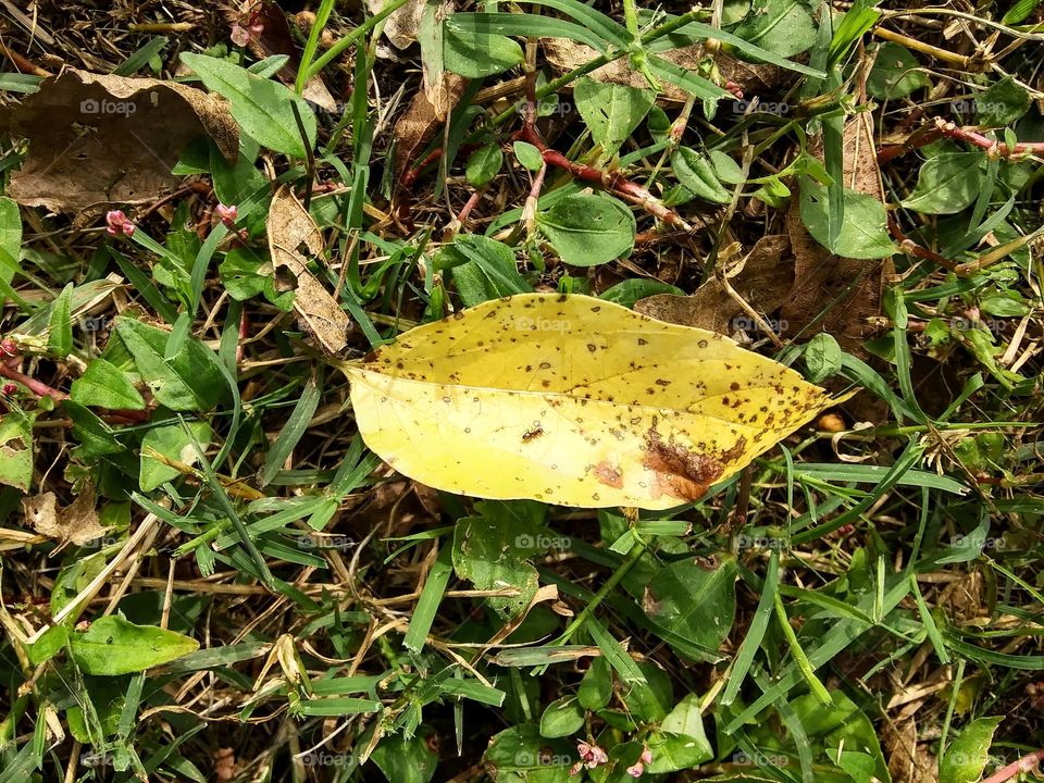 fall leaf
