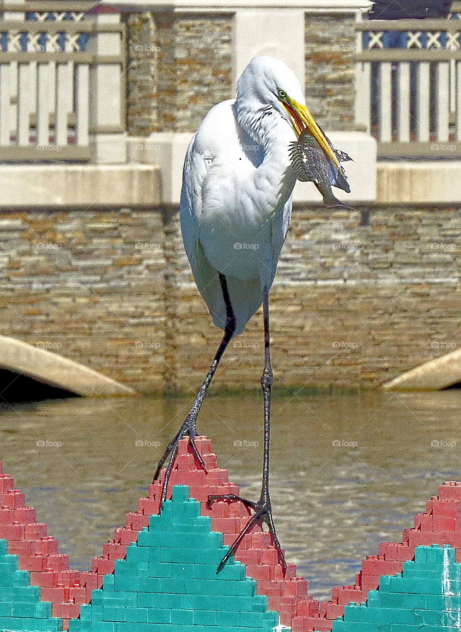 Big white bird