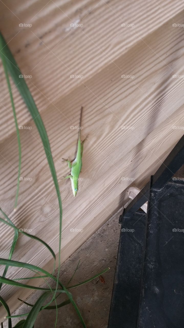Anole Lizard TX. hanging out in texas