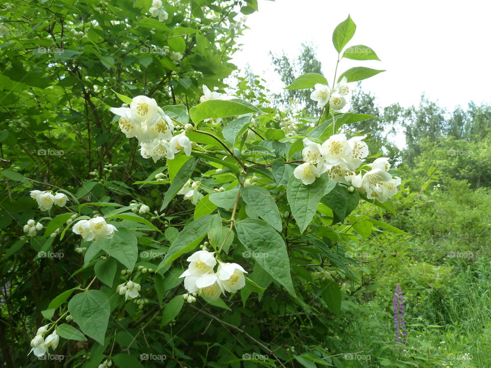 June flowers of summer