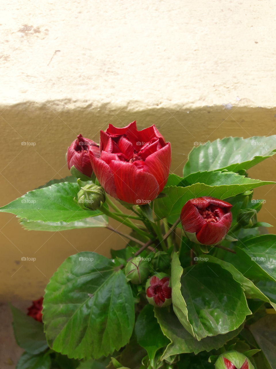 Yahoo, the buds are opening into a new flower