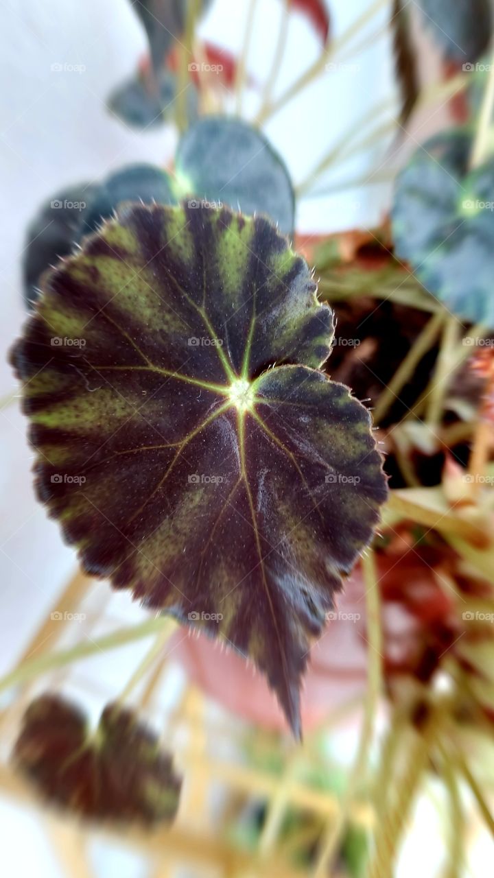 Beleza de folha, com suas particularidades, tons diferentes de cores.