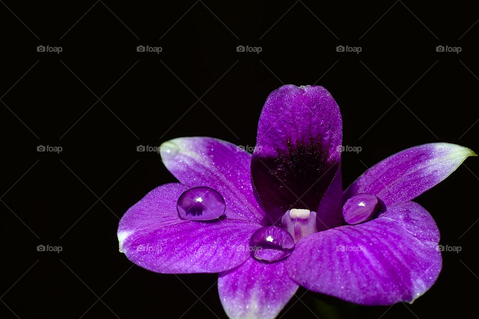 Isolated pink orchid with studio lighting