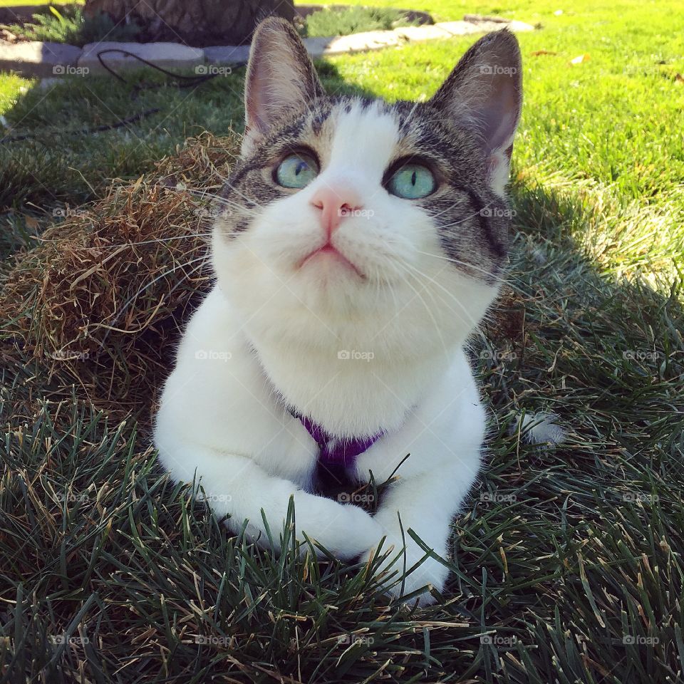 Kitty under a pile of grass