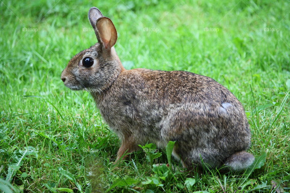 Stare of a bunny