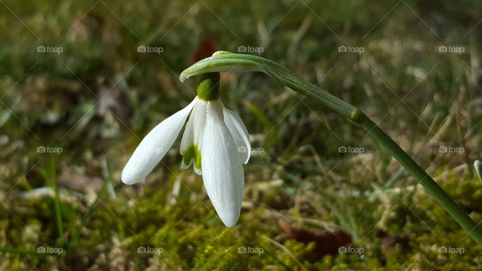 Snowdrop closeup