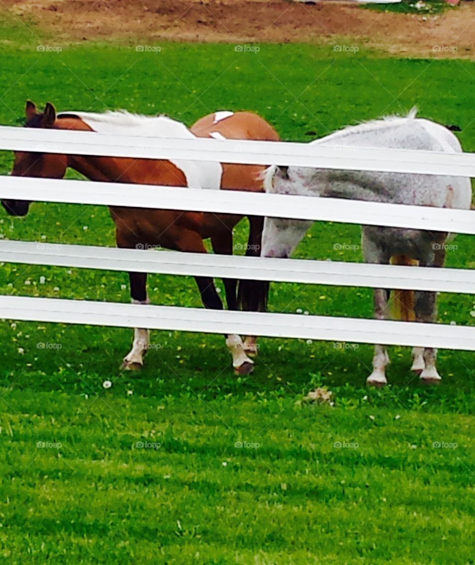 Animals. Horses Behind Fence