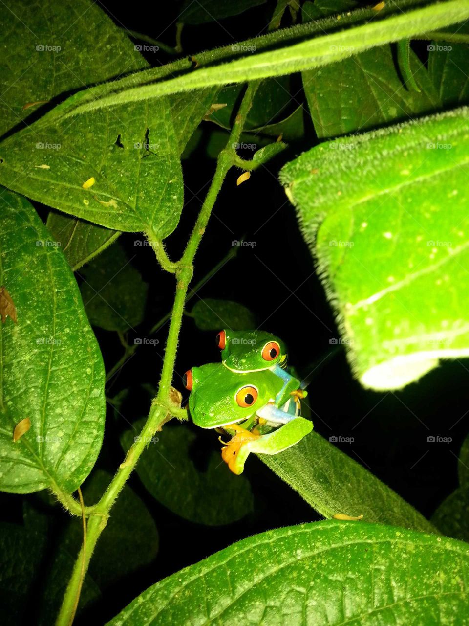 tree frogs