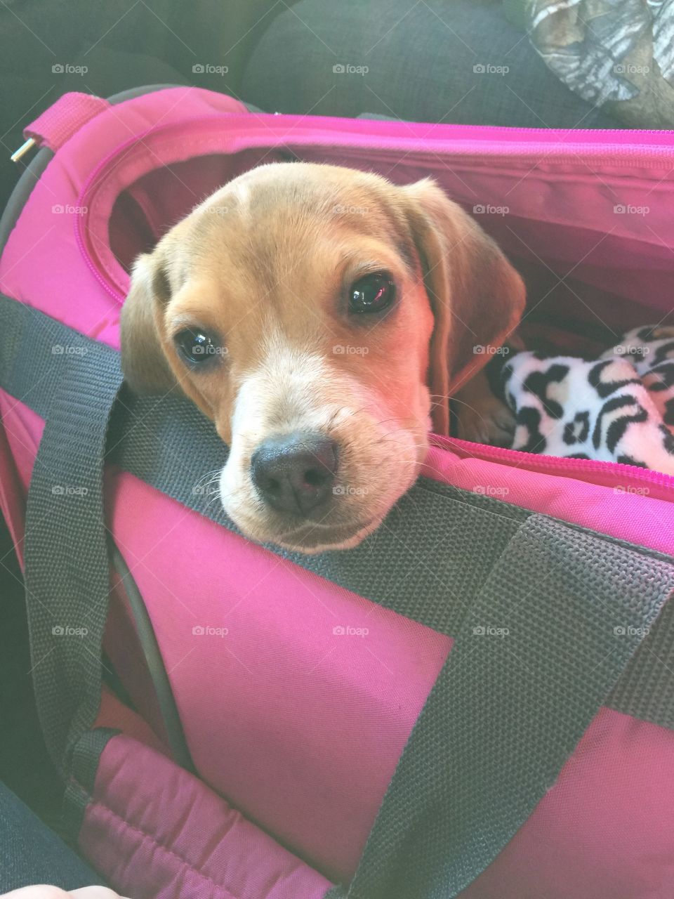 Ginger a happy smiling puppy dog because she gets to go bye bye