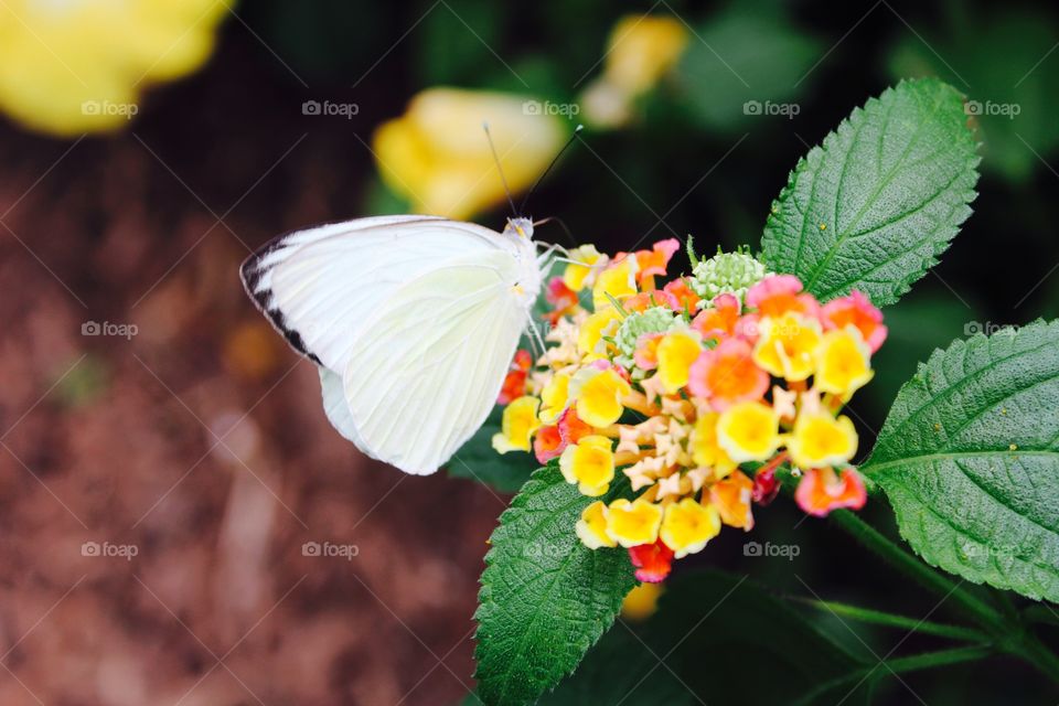 Butterfly beauty