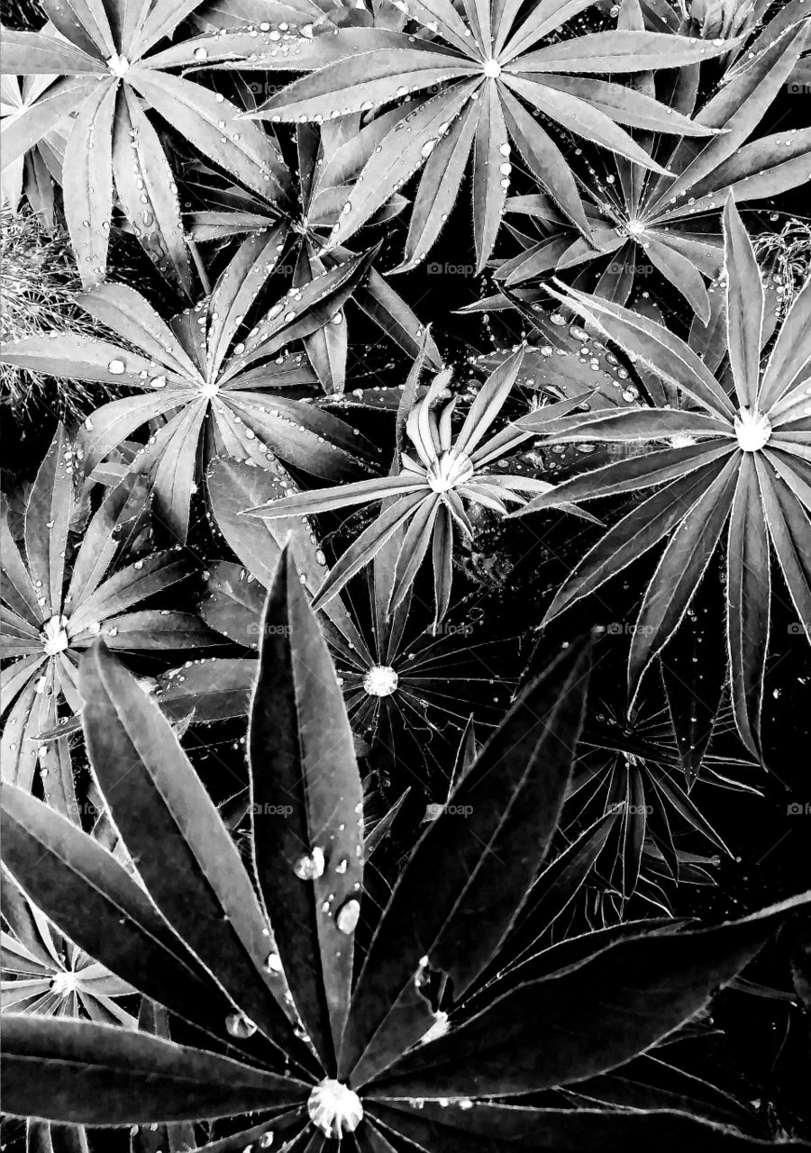 Black and white drops