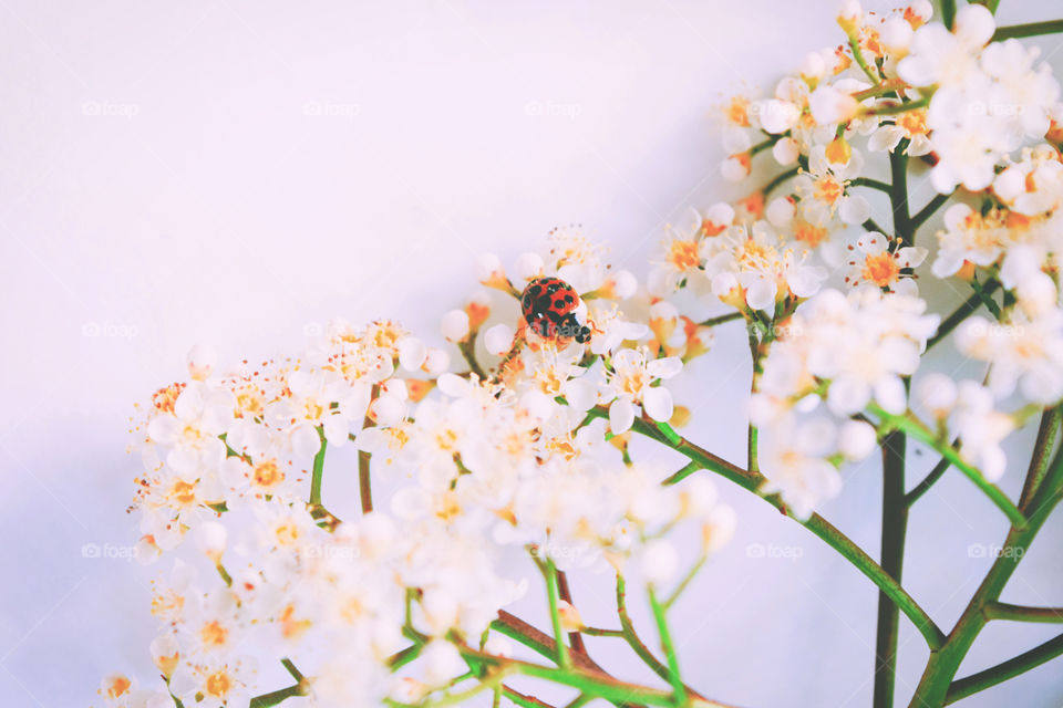 Flower, Nature, No Person, Blur, Summer