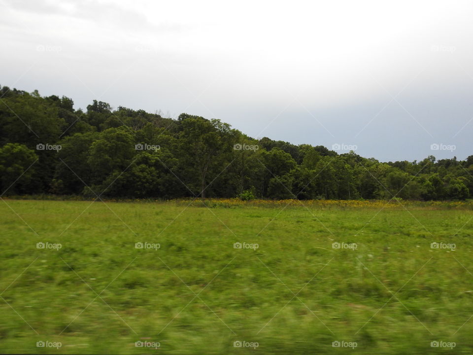 Landscape, Tree, No Person, Nature, Cropland