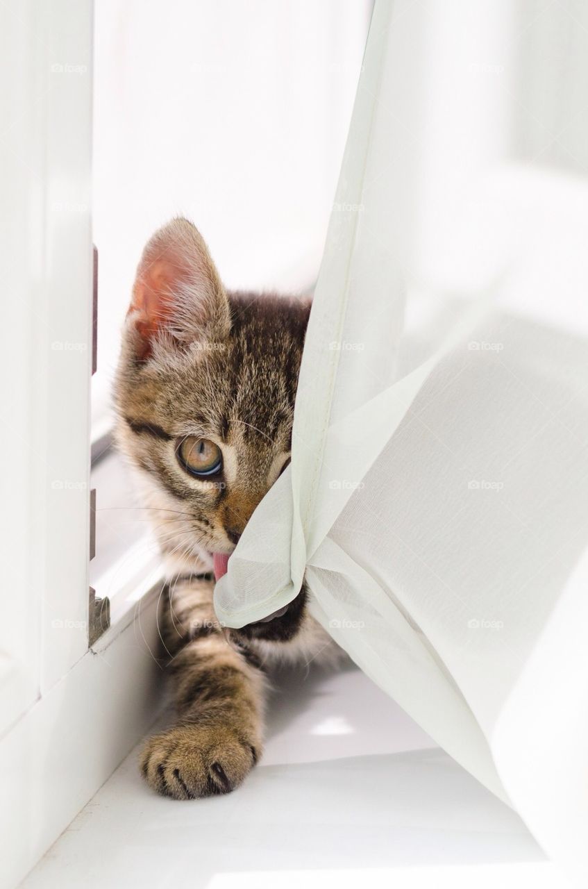 Striped kitten grooming herself in the window