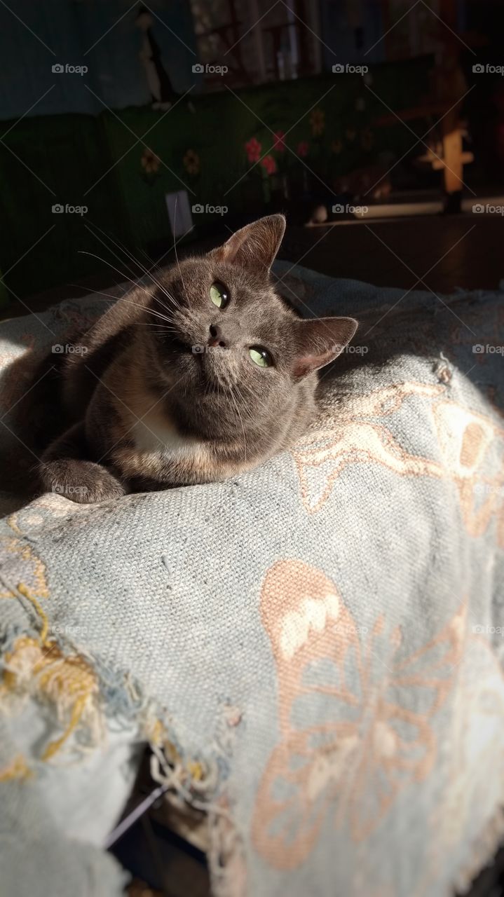 sun bathing cat