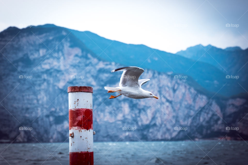 seagull flying from a pole