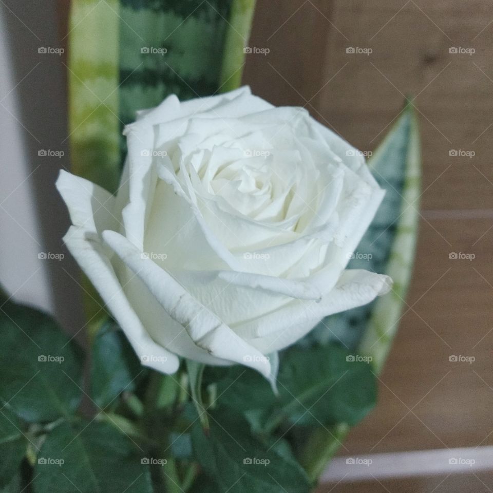 White Rose