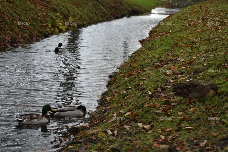Water, Bird, Duck, Lake, Pool