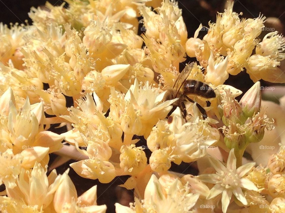 Bee on Flower