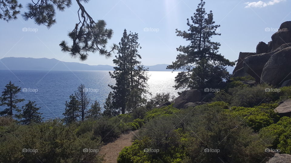 Lake Tahoe view with tree's