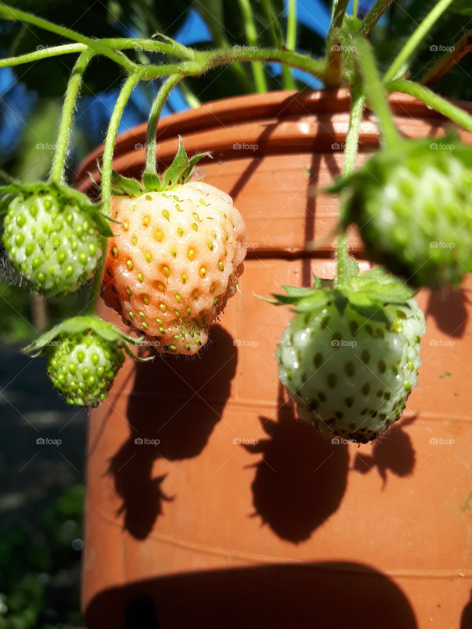 strawberries in the tropics