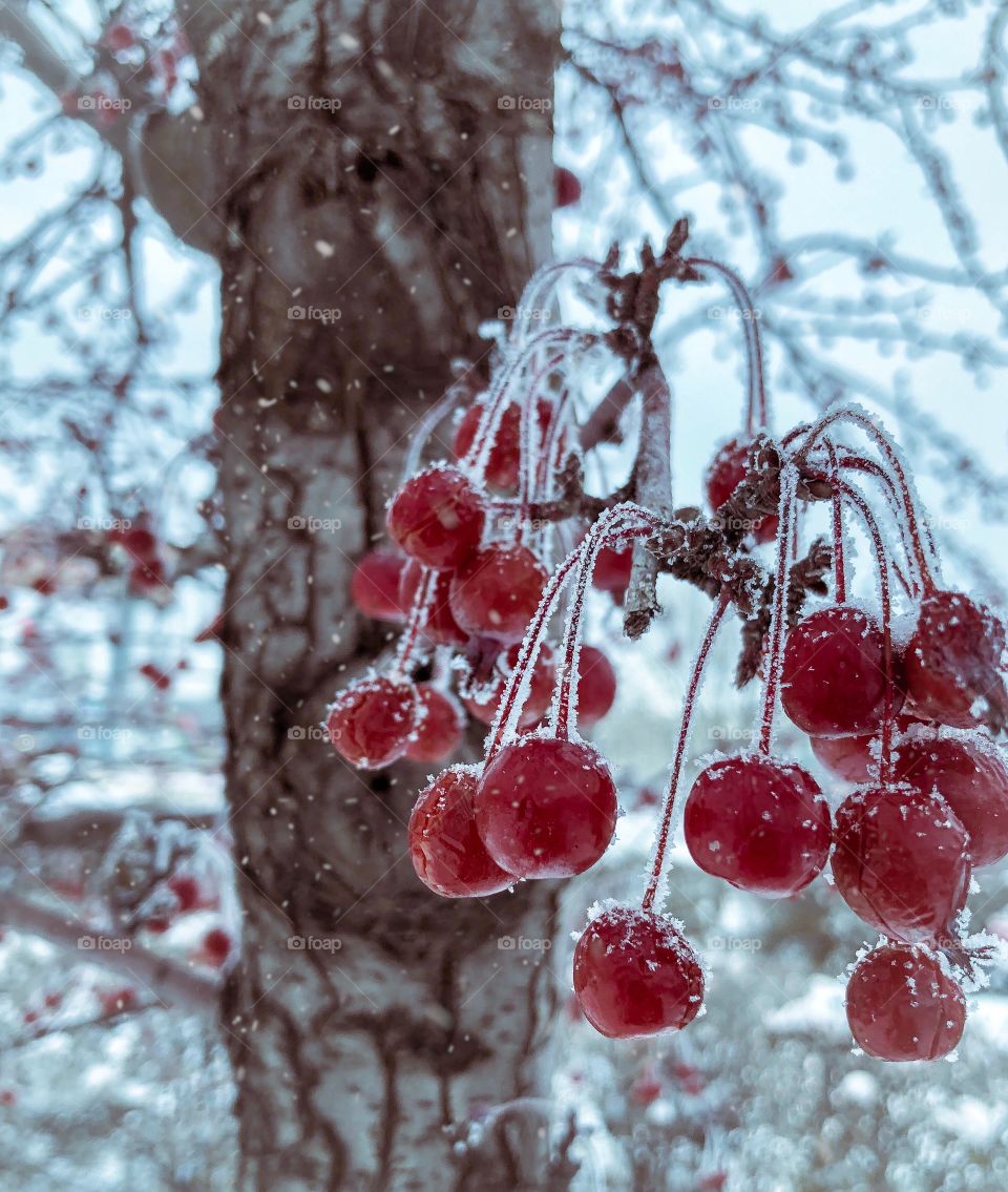 Berries in the frost