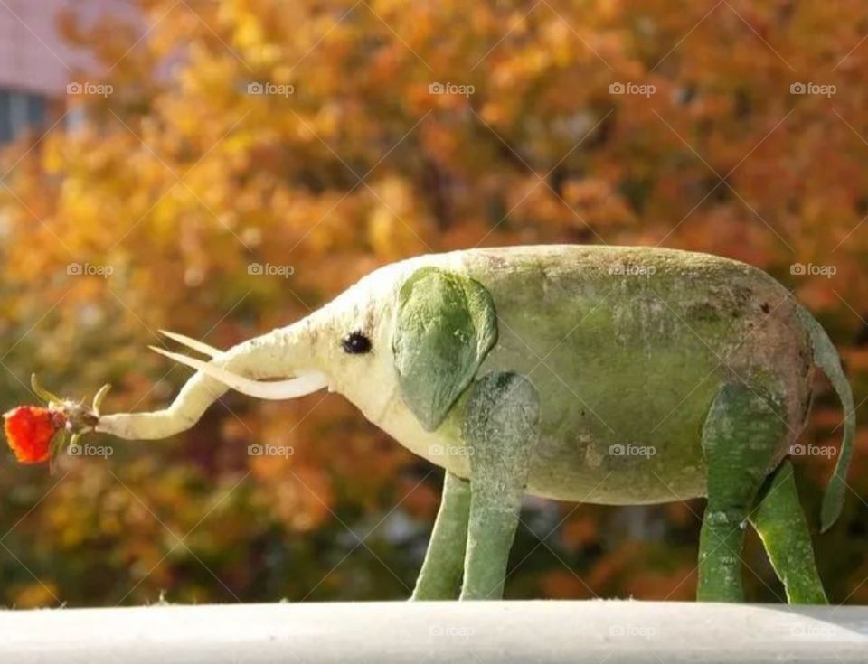 elephant 🐘🐘🐘🐘