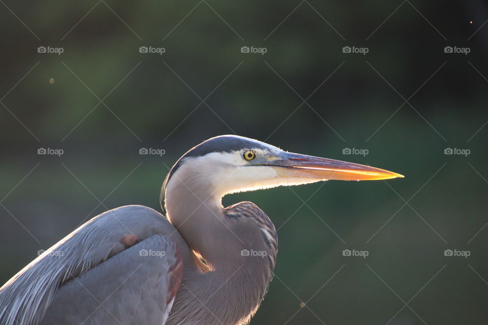 Blue Heron at pond in northern Ohio, USA