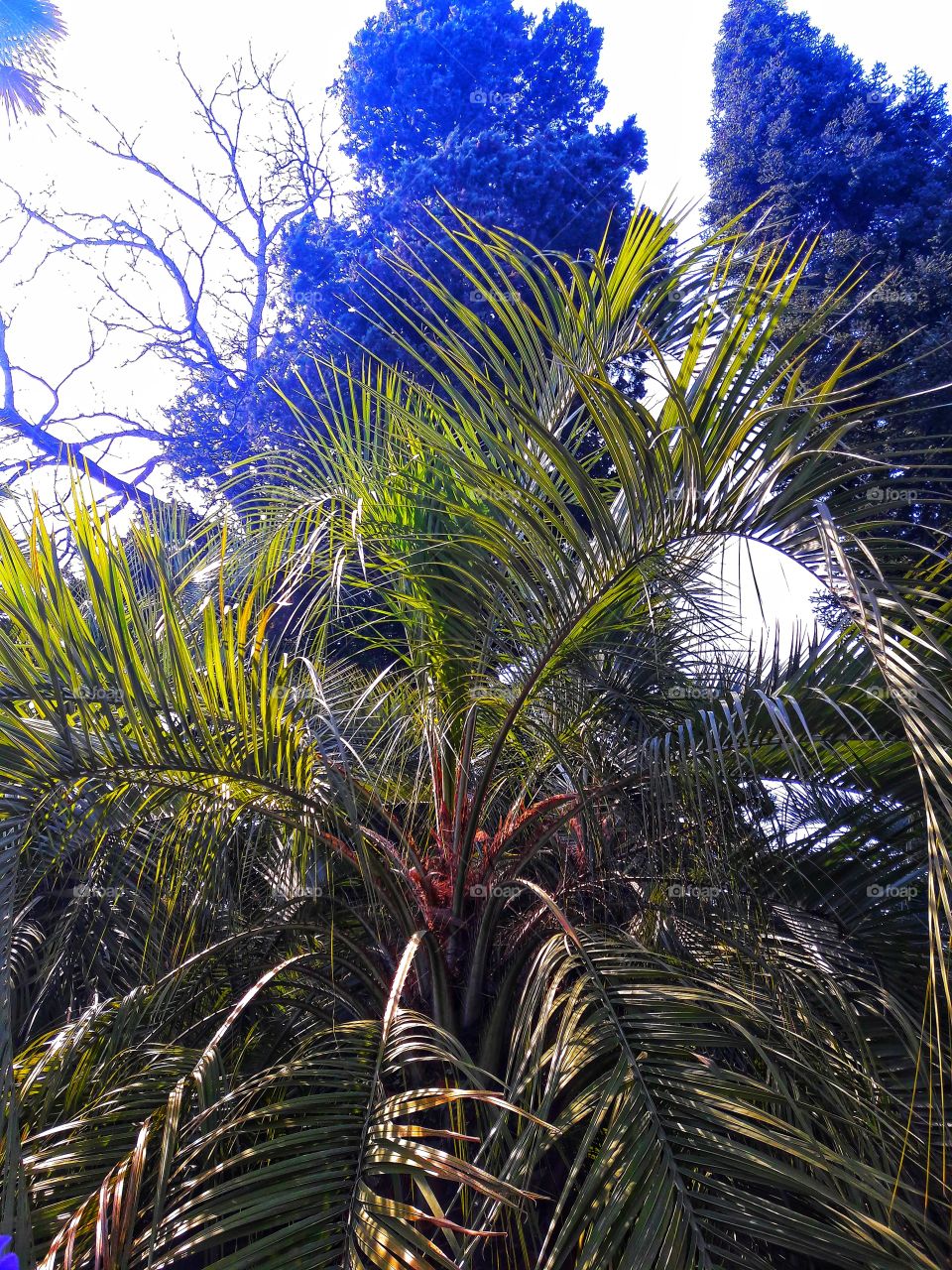 Tree, No Person, Palm, Tropical, Nature