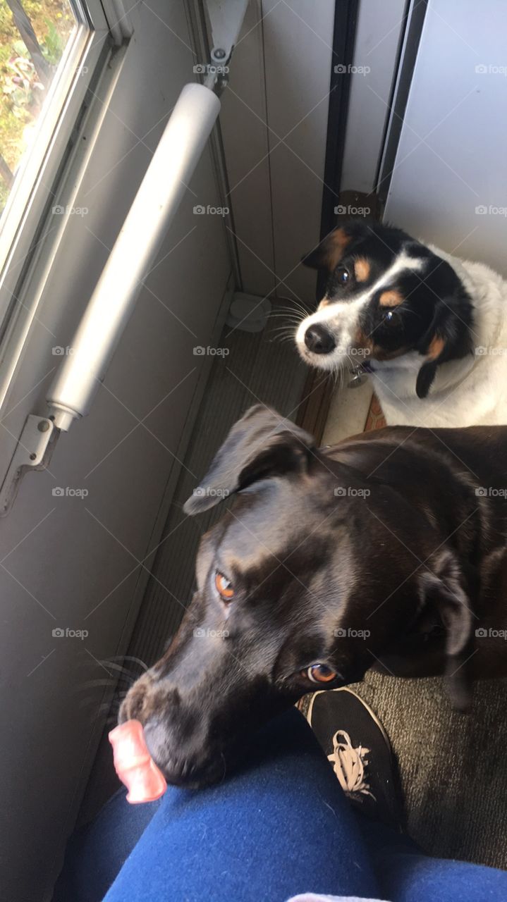 two dogs standing my door