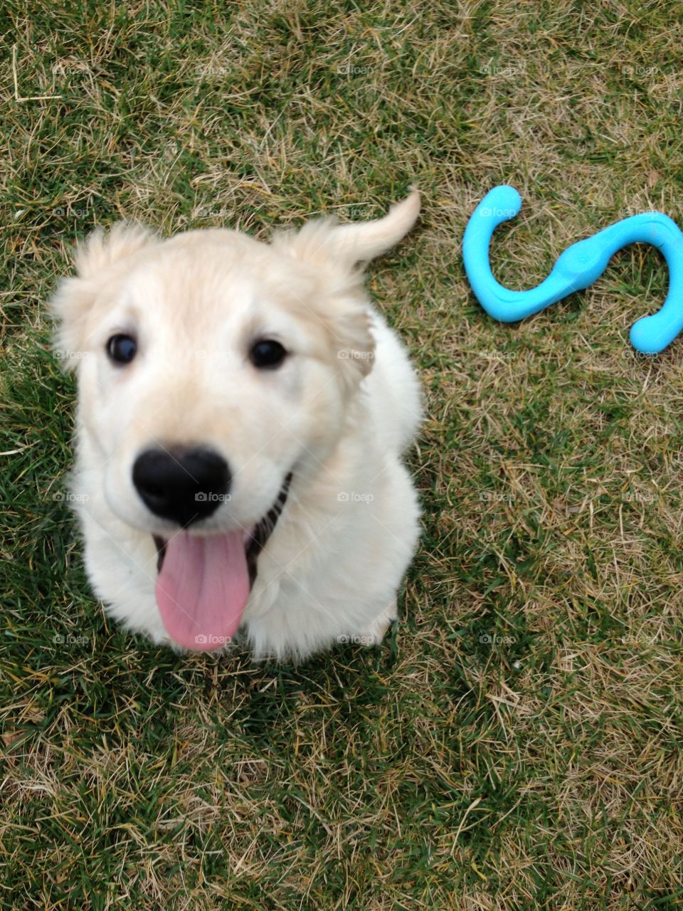 Golden retriever sitting and looking at camera