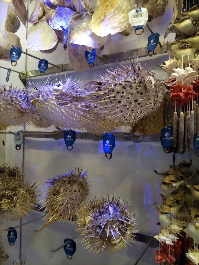 seashells