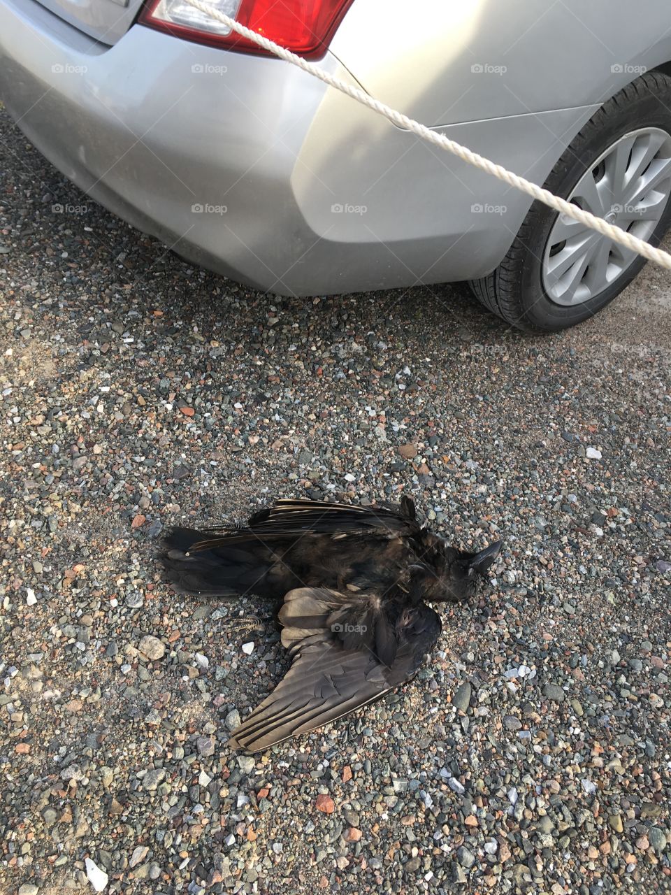A dead crow, found in my parking spot, on Friday the 13th. An omen? 