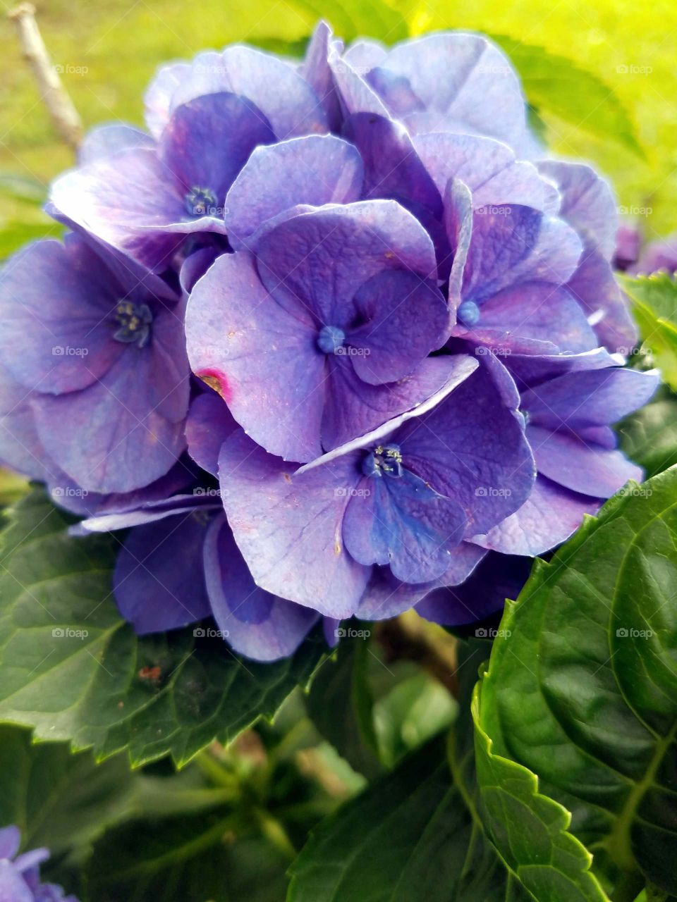 hydrangea purple