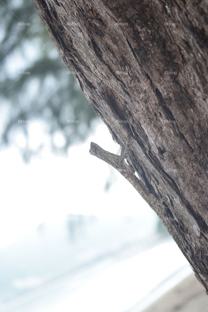 Chameleon on the tree.