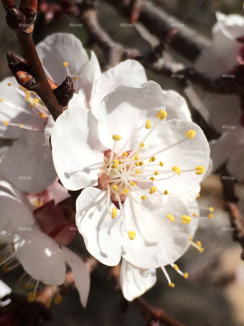 Arizona Blossom 