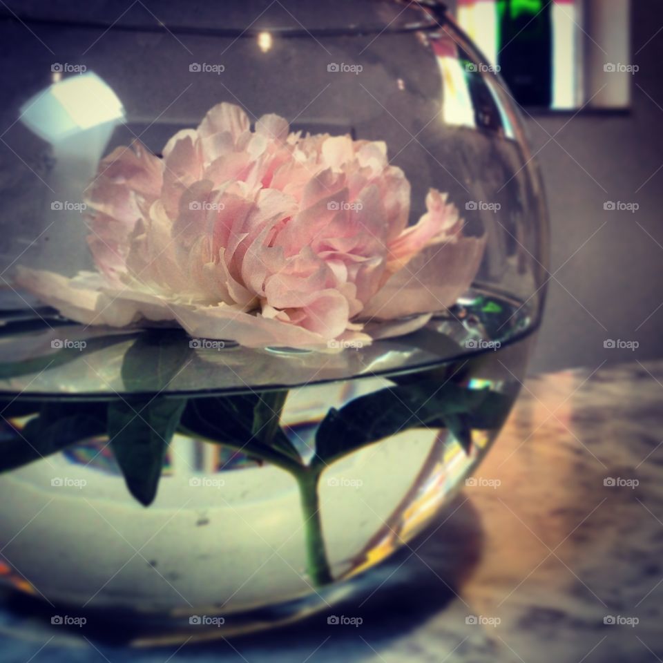 Trapped. Peony blossom in a fish bowl