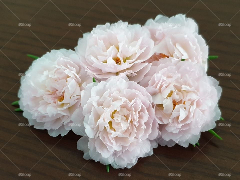 my beautiful Portulaca grandiflora