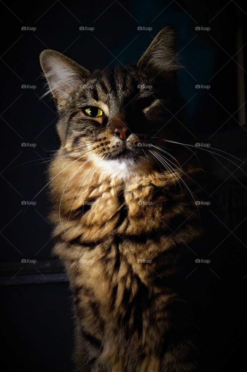 Stunning low key tabby cat portrait with black background