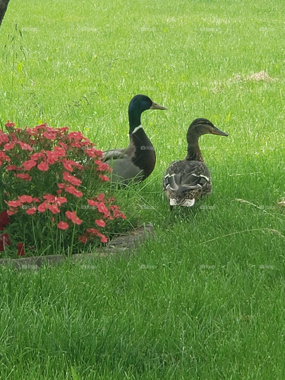 pair of ducks on the lawn