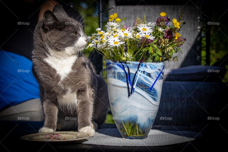 awww ,the flowers smell wonderful.
Spring is lovley this cat thinks. 
arent you agree?