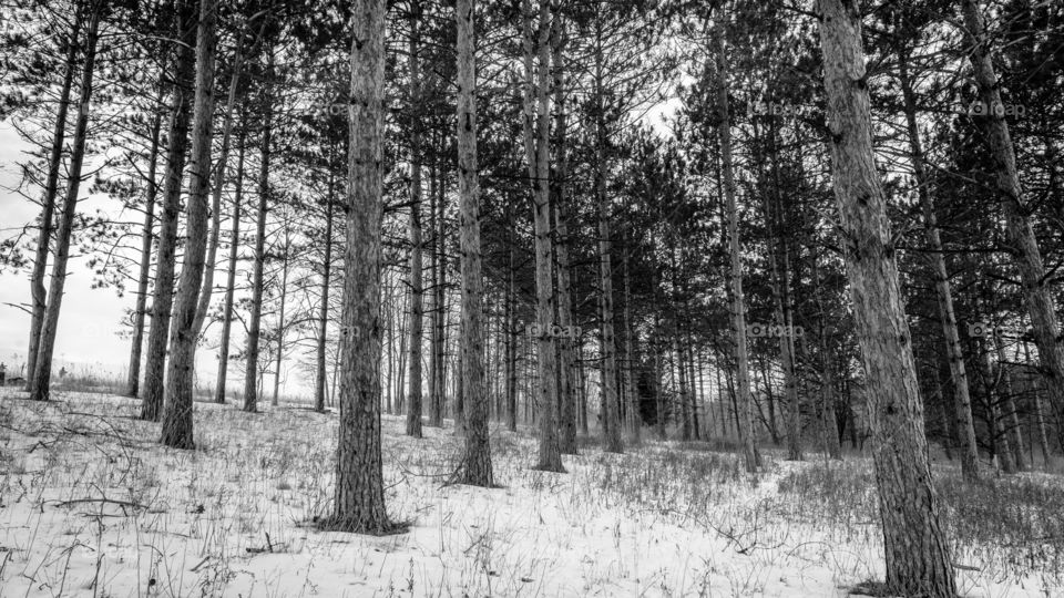 Pine Forest in Snowy Wisconsin