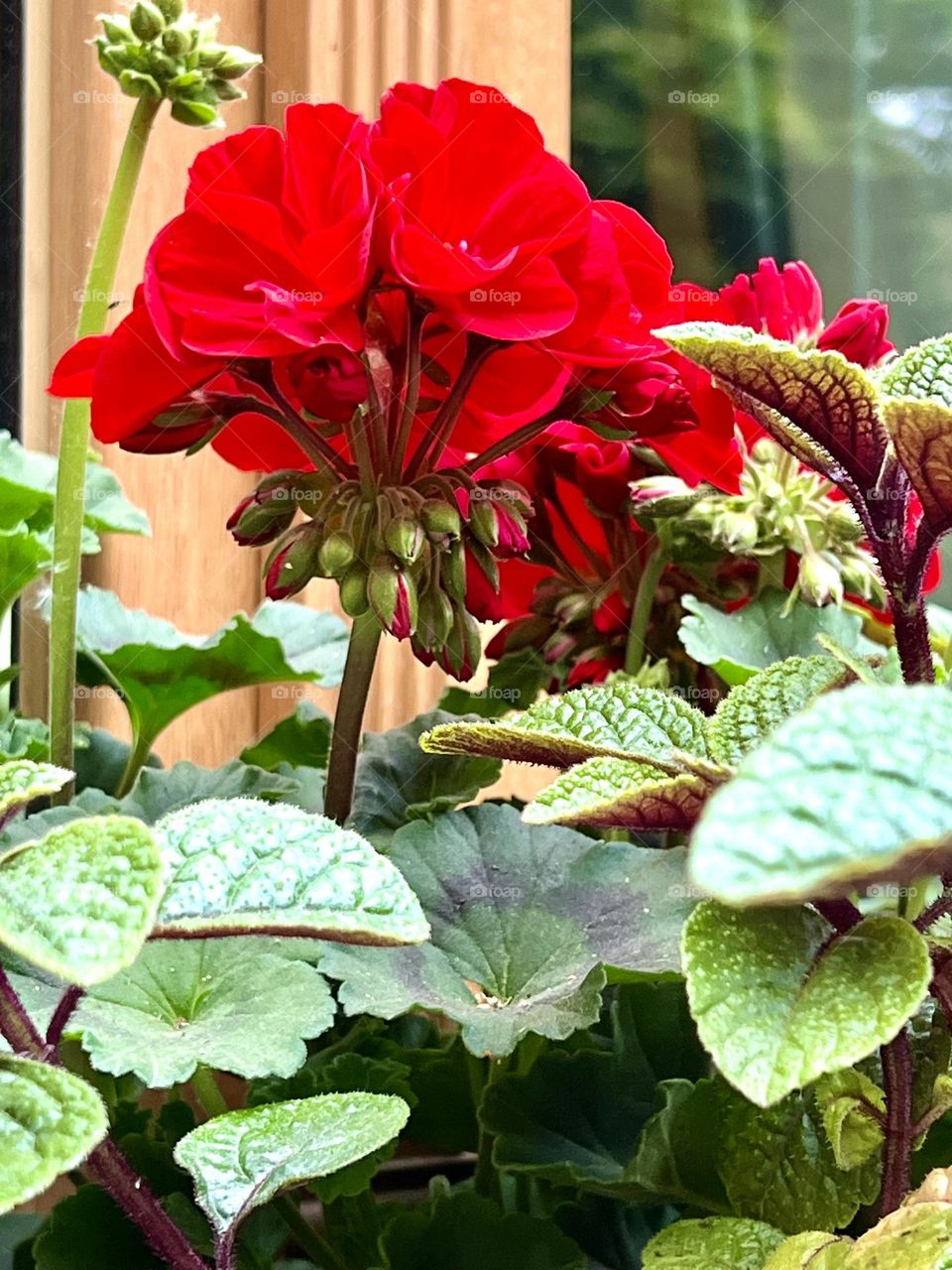 Red Geranium Pelargonium