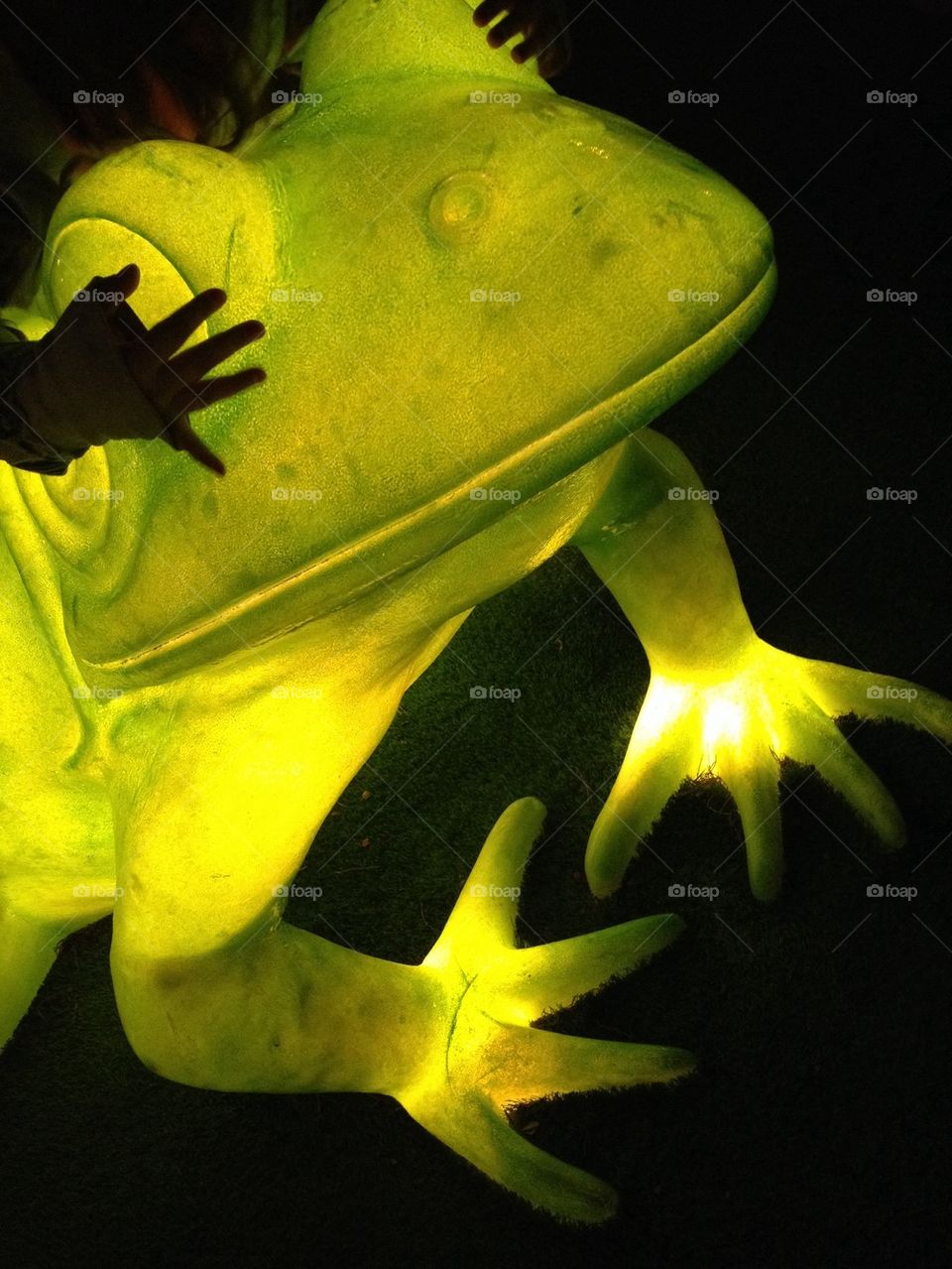 Luminous frog